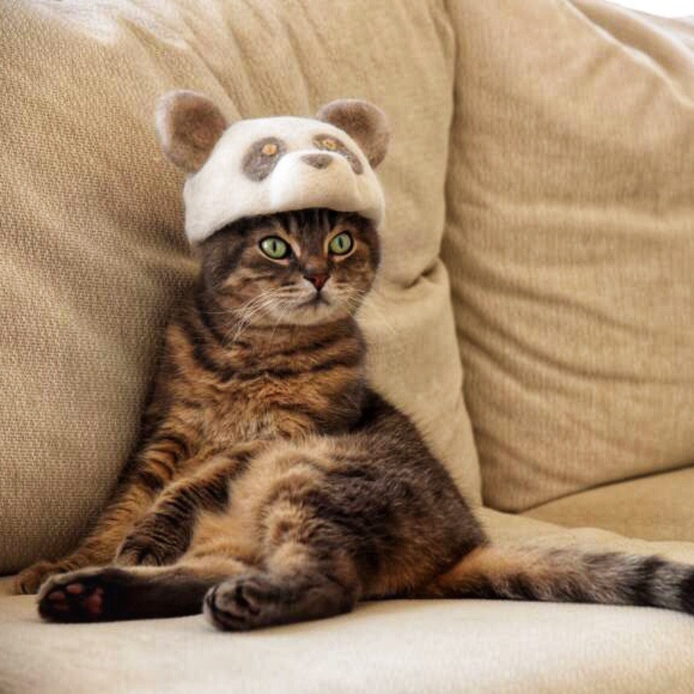 MEET YOUR POSH CAT